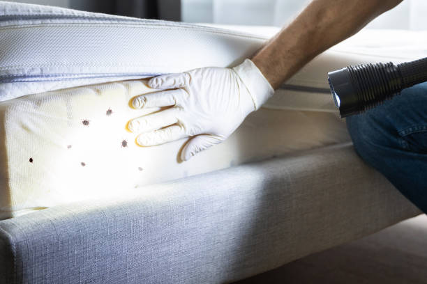 Reliable Catlin, IL Pest Control Solutions