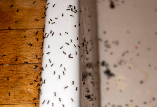 Best Pest Prevention Services  in Catlin, IL