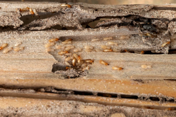 Best Commercial Pest Control Services  in Catlin, IL